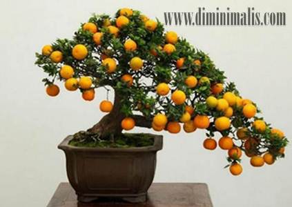 manfaat tanaman bonsai untuk kesehatan, khasiat tanaman bonsai 