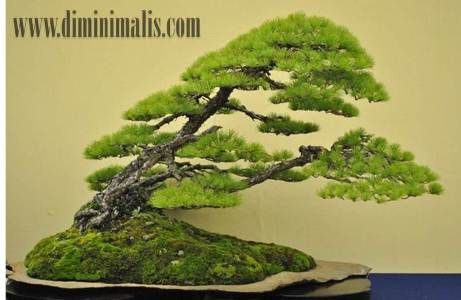 manfaat tanaman bonsai untuk kesehatan, khasiat tanaman bonsai 