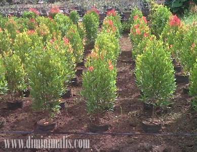 Cara merawat daun pucuk merah, manfaat pohon pucuk merah, manfaat tanaman pucuk merah, manfaat tanaman pucuk merah bagi kesehatan