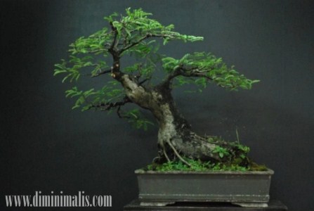 merawat bonsai asam jawa, cara merawat bonsai asam jawa, media tanam bonsai asam jawa