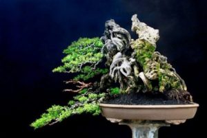 bonsai asem Jawa termahal, jenis pohon bonsai termahal, gambar bonsai asem, harga bonsai asem, bonsai asem jawa terbaik, bonsai langka, bonsai asem jawa juara, jenis bonsai dan harganya, bonsai terindah di dunia