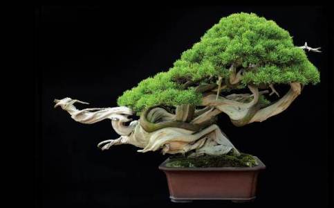 jenis bonsai langka, bonsai langka asli, jenis bonsai bunga, bonsai pohon wareng, bonsai juara dunia, jenis bonsai dan harganya, jenis bonsai terbaik, jenis bonsai termahal, bonsai sisir juara