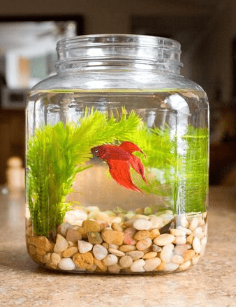 aquarium mini