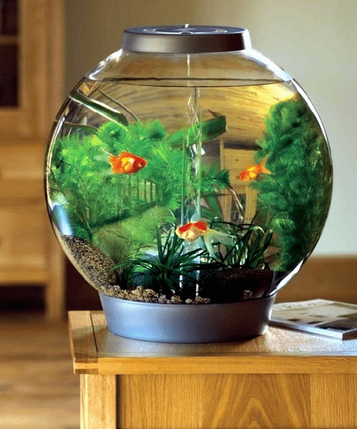 Aquarium Mini di Apartemen